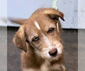 Siberian Husky-Unknown Mix Dogs for adoption in Omaha, NE, USA