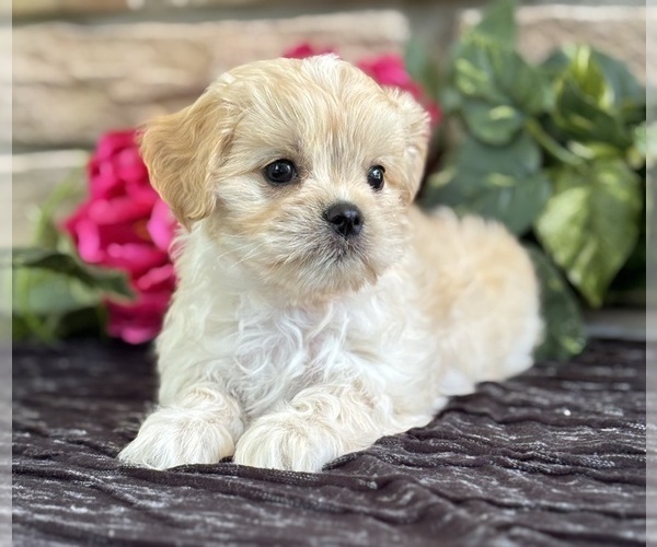 Medium Photo #11 Cav-A-Malt Puppy For Sale in ROCK STREAM, NY, USA