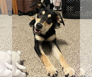 Australian Kelpie-German Shepherd Dog Mix Dogs for adoption in Princeton, MN, USA