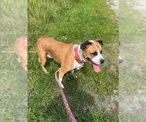 Mutt Dogs for adoption in Rootstown, OH, USA