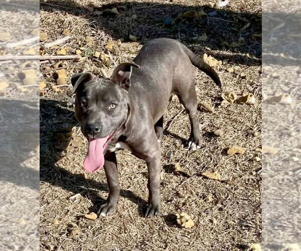 Medium Photo #1 American Pit Bull Terrier-Unknown Mix Puppy For Sale in Minneapolis, MN, USA