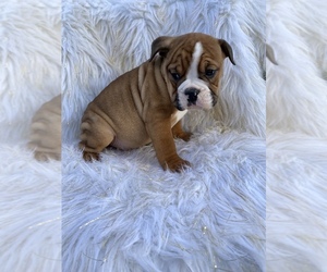 Olde English Bulldogge Puppy for sale in BEECH GROVE, IN, USA