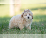 Small Photo #63 Maltipoo (Miniature) Puppy For Sale in WARSAW, IN, USA