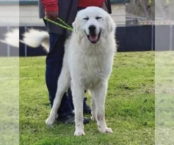 Medium Photo #7 Great Pyrenees Puppy For Sale in Houston, TX, USA