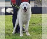 Small #6 Great Pyrenees