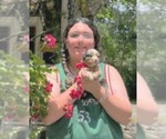 Small #3 Australian Shepherd