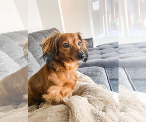 Dachshund Dogs for adoption in Fruitland, SC, USA