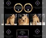 Puppy Marilyn Poodle (Miniature)