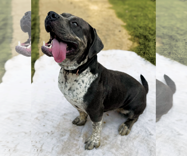 Medium Photo #4 American Pit Bull Terrier-Unknown Mix Puppy For Sale in Munford, TN, USA