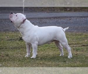 Father of the American Bully puppies born on 02/19/2023