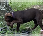 Small Photo #8 American Bully-Labrador Retriever Mix Puppy For Sale in KENTWOOD, LA, USA