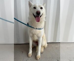 Siberian Husky Dogs for adoption in Lathrop, CA, USA