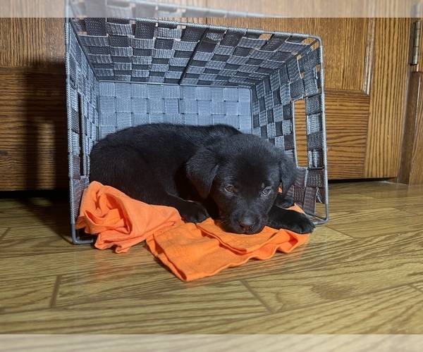 Medium Photo #11 Labrador Retriever Puppy For Sale in CADWELL, IL, USA