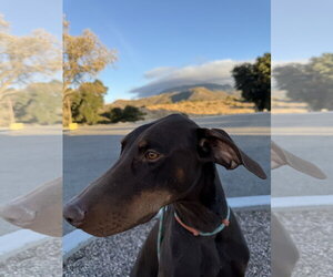 Dragon - Male Doberman Pinscher Dog for Adoption - Photo #8