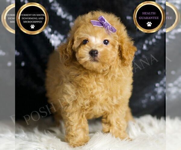 Medium Photo #48 Poodle (Miniature) Puppy For Sale in WARSAW, IN, USA