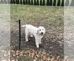 Small Photo #1 Goldendoodle Puppy For Sale in NORTH LAWRENCE, OH, USA