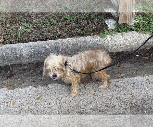 Medium Photo #3 Mutt Puppy For Sale in Spring, TX, USA