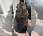 Small Photo #18 Zuchon Puppy For Sale in MANSFIELD, OH, USA