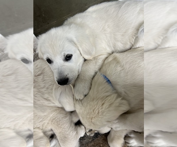 Medium Photo #3 Golden Retriever Puppy For Sale in WILTON, CA, USA