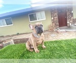 Small #9 French Bulldog