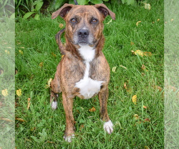 Medium Photo #3 American Staffordshire Terrier-Boxer Mix Puppy For Sale in Huntley, IL, USA