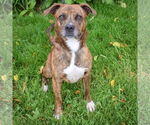 Small #2 American Staffordshire Terrier-Boxer Mix