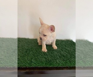 French Bulldog Puppy for sale in CHULA VISTA, CA, USA