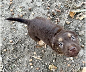 Cheri- Belles & Beau Litter - Female American Staffordshire Terrier-Unknown Mix Dog for Adoption - Photo #3