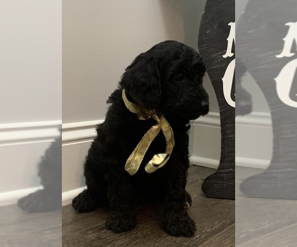 Medium Photo #46 Goldendoodle Puppy For Sale in DYERSBURG, TN, USA