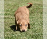 Small #4 Dachsador