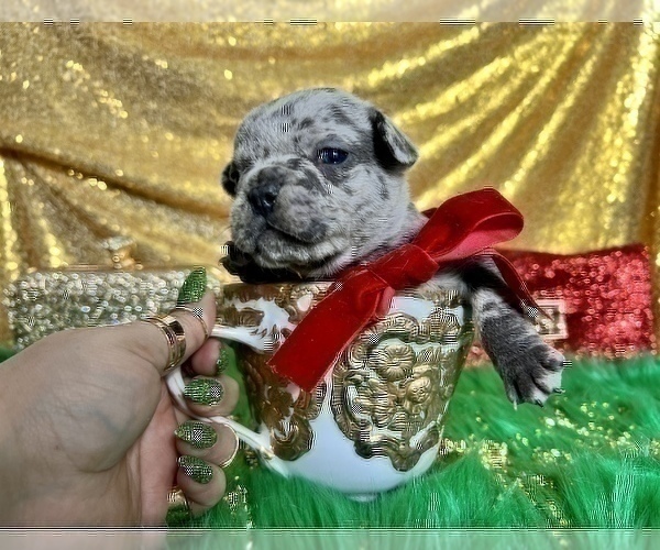 Medium Photo #4 French Bulldog Puppy For Sale in HAYWARD, CA, USA