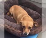 Small #3 Chiweenie