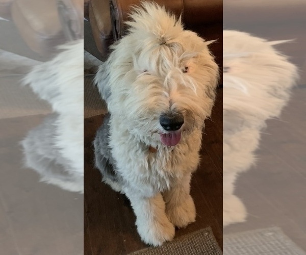 Medium Photo #1 Old English Sheepdog Puppy For Sale in OXFORD, MS, USA