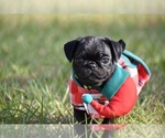 Small #3 Pug