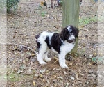 Small Photo #1 Labradoodle Puppy For Sale in MAGNOLIA, TX, USA