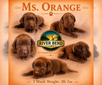 Puppy Ms Orange Labrador Retriever