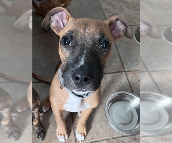 Medium Photo #7 American Pit Bull Terrier-Labrador Retriever Mix Puppy For Sale in Brewster, NY, USA