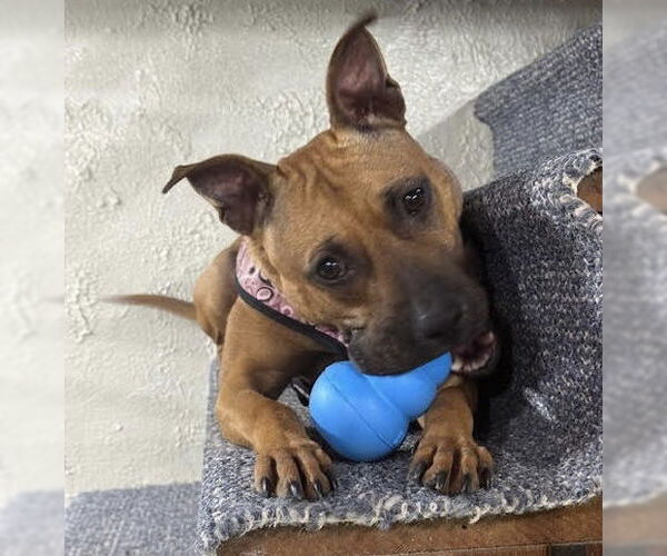 Medium Photo #1 American Pit Bull Terrier-Unknown Mix Puppy For Sale in Princeton, MN, USA