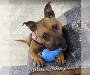 American Pit Bull Terrier-Unknown Mix Dogs for adoption in Princeton, MN, USA