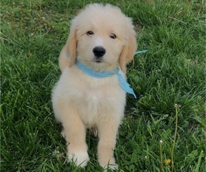Medium Bernedoodle-Labradoodle Mix