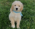 Puppy Male Puppy 4 Bernedoodle-Labradoodle Mix