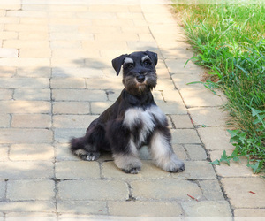 Schnauzer (Miniature) Puppy for sale in SYRACUSE, IN, USA