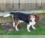 Small #3 Bagle Hound