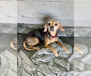 Beagle Dogs for adoption in Tampa, FL, USA