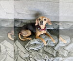 Small Beagle
