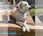 Small #20 Great Dane-Labrador Retriever Mix