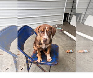 Roxy - Female Mountain Cur-Unknown Mix Dog for Adoption - Photo #3
