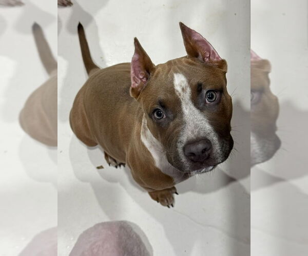 Medium Photo #1 American Pit Bull Terrier-Unknown Mix Puppy For Sale in Lockport, NY, USA