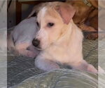 Small Mutt