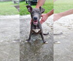 Small #3 Staffordshire Bull Terrier Mix